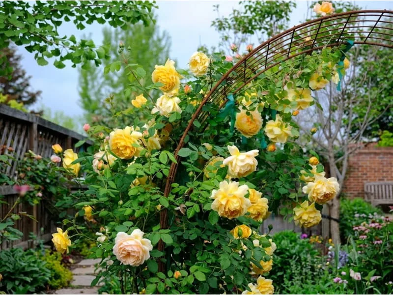 Tình yêu và sự quan tâm